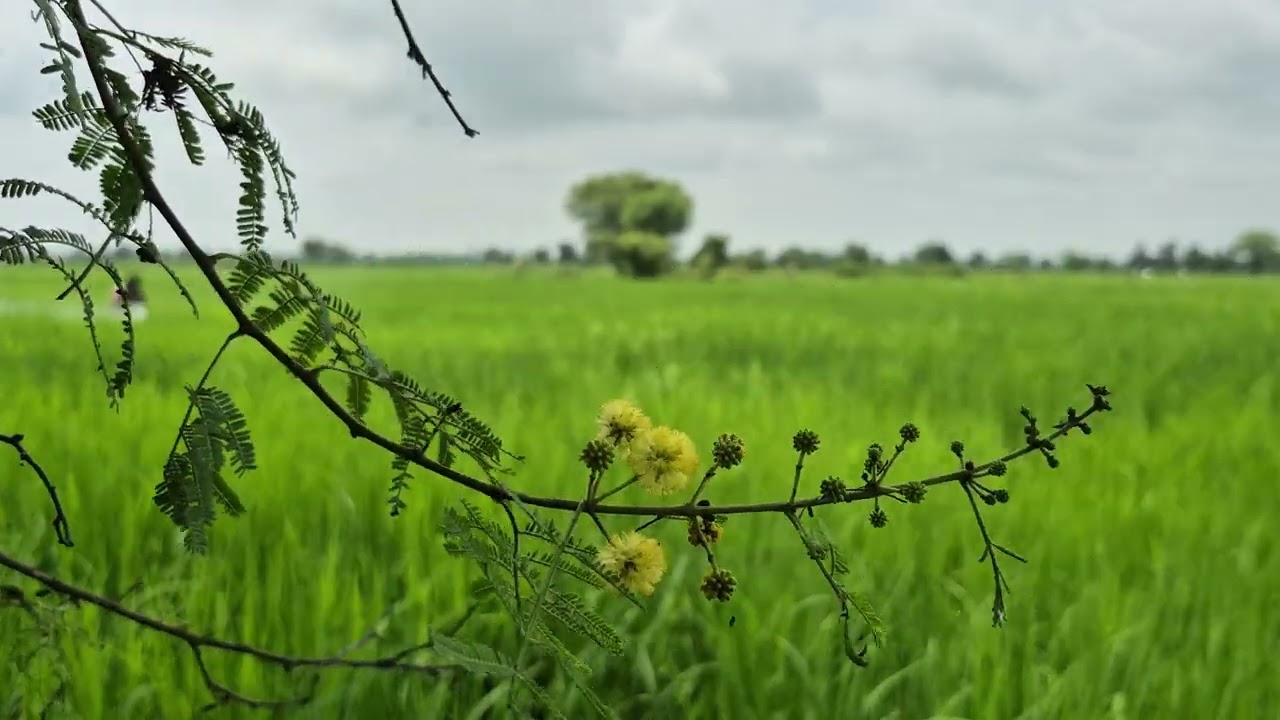 Beautiful Green Field Stock Video | Nature B-Roll 