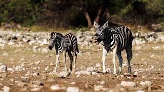 Great Migration Free Documentary  WILDLIFE Nature ULTRA VERSION 2024