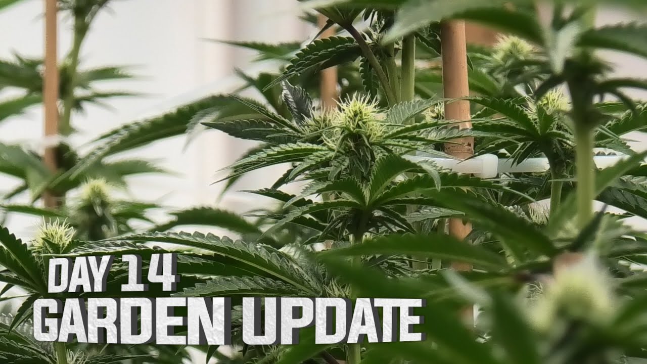 Remo's Garden Update (Day 14 Flower)