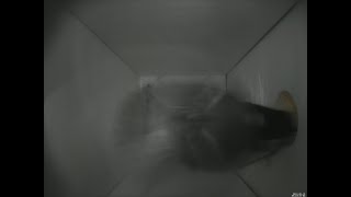 Nestbox 20180315/06:00 - 293 frames with movement