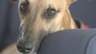 whippet therapy dog