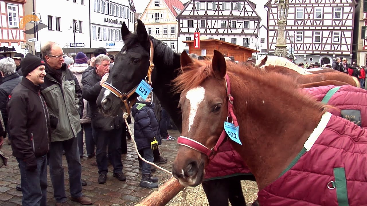 324. Leonberger Pferdemarkt - ausführlicher Bericht - 10.02.2015