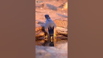 Burung Rambatan