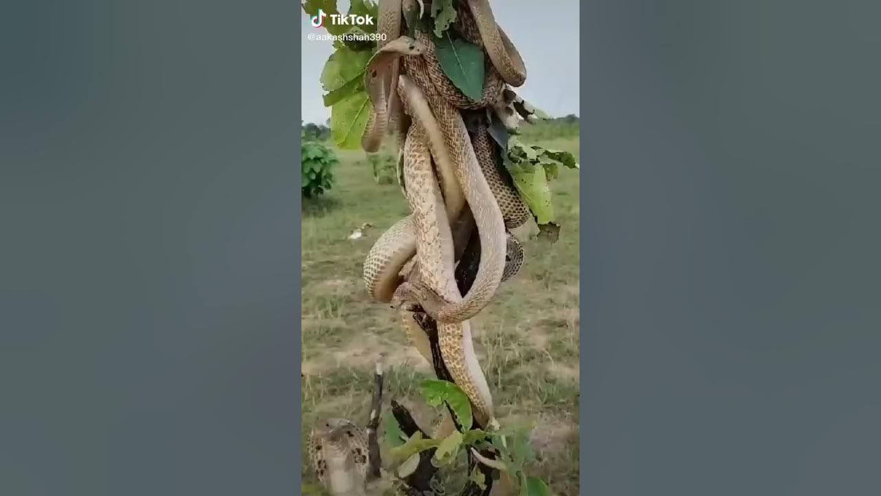 Snake on chandan tree//chandan tree with snake//cobra//why tree