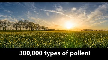 What is Pollen and Where does it come from?