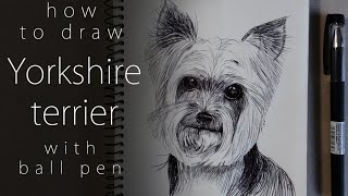 :     How to draw a Yorkshire terrier