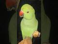 #mummy ek gilas pani de do #funny #funnyanimal #funnyparrot #talkingparot #viralvideo #viralreels...
