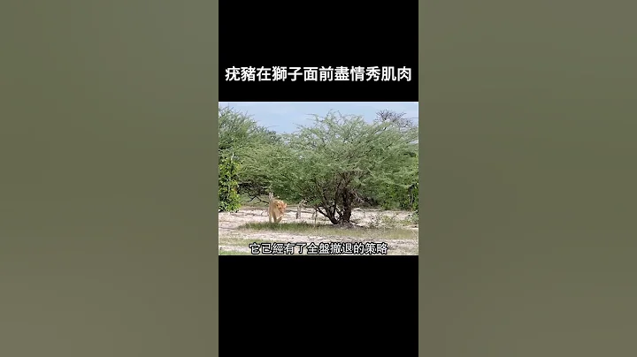 疣豬在獅子面前盡情秀肌肉 - 天天要聞
