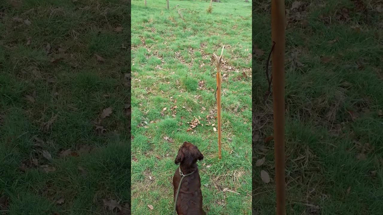 Duffy's Adventures at Oak Wood Dalkeith country park