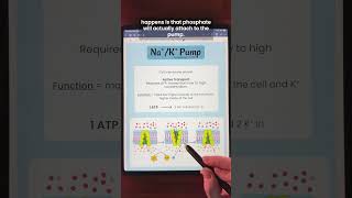 Na/K Pump | TEAS and MCAT Review #shorts #anatomy #biology #anatomyandphysiology #education