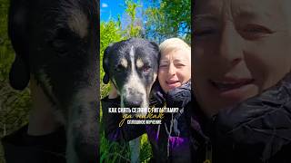 Баян и Ирбис, парочка, которая не любит публичность😁#сао #тобет #алабай #животные #топ