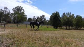 Geovani Ridden Bareback, Halter Lead, Open Paddock