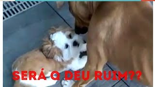 Elas Duas Se Entenderem