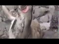 Penguin Jump On Seal Like A Boss 