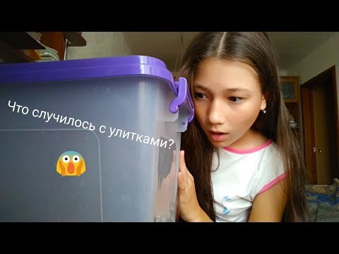 Что случилось с улитками?