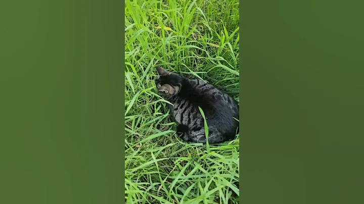 Watch the video about Tiger loves the long grass! #tabbycat #cutecat #cuteanimals #outsidecat #siamese #camouflage