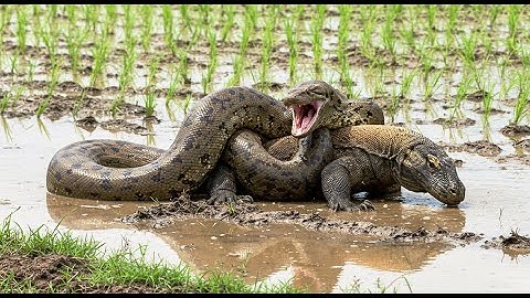 Komodo Dragon vs. GIANT Python: BATTLE OF THE TITANS