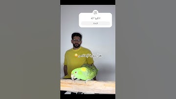 ببغاء يقرأ سورة الاخلاص ماشاءالله