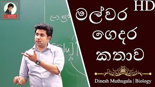 කොටහළු ගෙදර වෙච්ච දේ | මුතුගල සර් ගෙ ප්‍රජනනය පාඩමේ ආතල් | Only Jokes #dineshmuthugala #muthugalasir