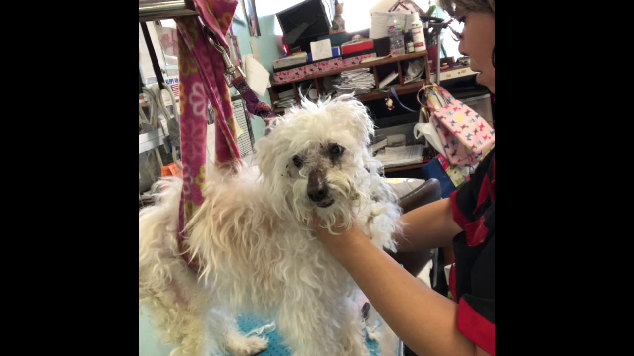 How To Groom 15years Old Senior dog(Grooming By KMDOG) - YouTube
