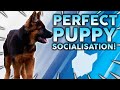 How To PERFECTLY SOCIALISE Your New Puppy!