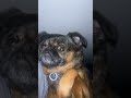 She Wants Belly Rubs вќ пёЏрџ љ Oldies Coversong Singer Song Vintage Automobile Pug Sportsbike Ba She Wants Belly Rubs вќ пёЏрџ љ Oldies Coversong Singer Song Vintage Automobile Pug Sportsbike Ba