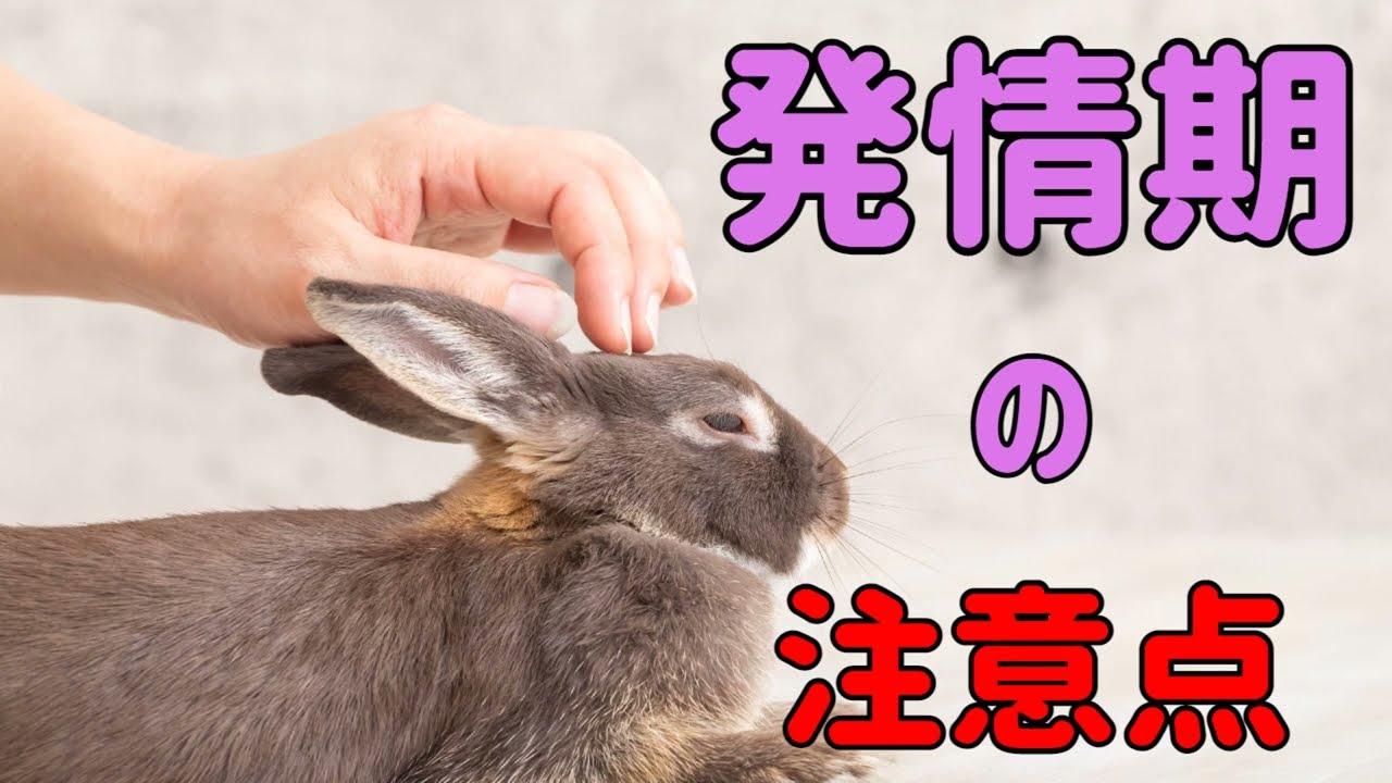 うさぎの発情期 の注意点を獣医師が詳しく解説 97 うさぎの飼い方vol 50 Youtube うさぎの発情期 の注意点を獣医師が詳しく解説 97 うさぎの飼い方vol 50 Youtube