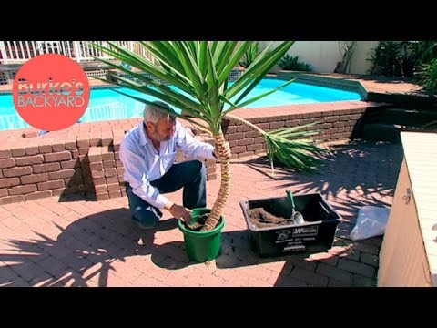 Burke&rsquo;s Backyard, How to Strip a Yucca