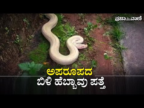 ಅಪರೂಪದ ಬಿಳಿ ಹೆಬ್ಬಾವು ಪತ್ತೆ | Python | Uttara Kannada |