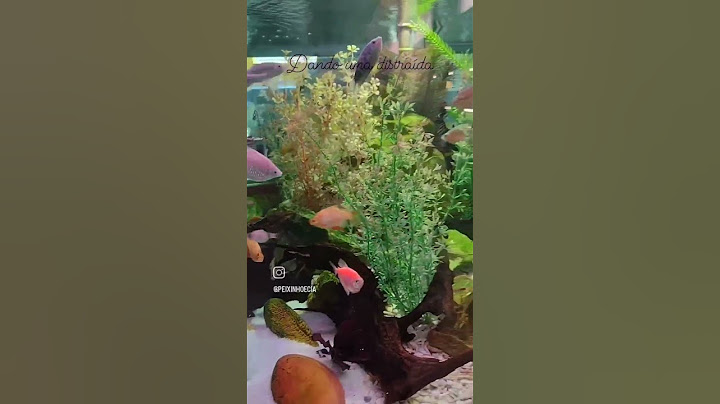 #aquarismo #aquário #aquarium #aquario #peixes #peixe #peixejumbo #aquarismoamador #aquarismobrasil