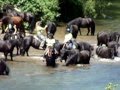 Transhumance mai 2015  mrens hps de jeanlouis savignol