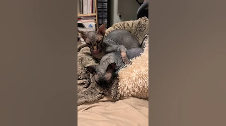 Video 10940571: sphynx cat, sphynx girl