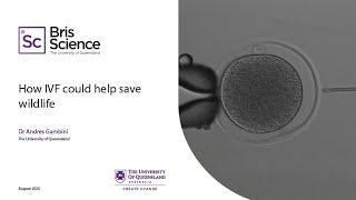 BrisScience (August 2025): How IVF could help save wildlife