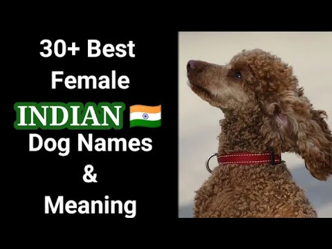Vídeo: Melhores nomes Hindi Dog da Índia
