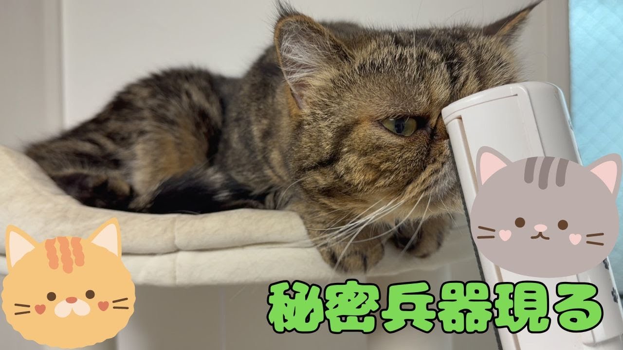 ♯252 ママの秘密兵器！エコでニャンずも喜ぶ優れもの♪