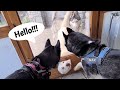 ASI REACCIONAN MIS PERROS AL CONOCER A DOS HUSKIES SIBERIANOS de youtubers famosos