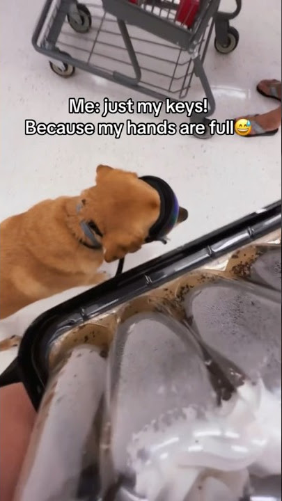 Download lagu Service dog wearing glasses and why? #servicedog #serviceanimal #fyp #shorts #dog #youtubeshorts