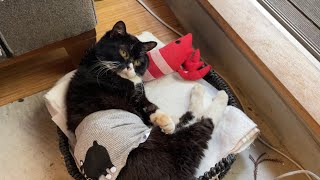 【猫】もんたへのプレゼントが可愛過ぎた