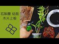 石斛蘭 幼苗 怎麼上板 ？石斛蘭幼苗上板2 今天換利用木板來上板種植 石斛蘭 幼苗
