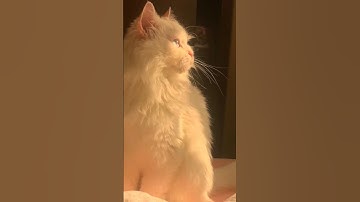 لاتنسوا قراءه سوره الكهف في يوم الجمعه نور  مابين الجمعتين 🤍
