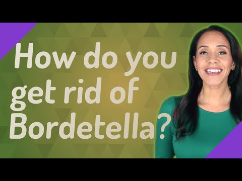 Video: Bordetella Bronchiseptica in Cani