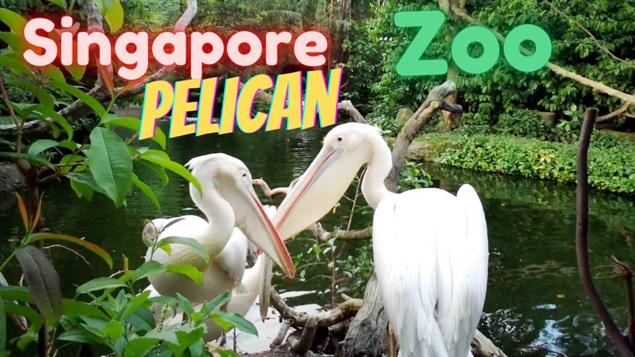 PELICAN BIRD @ SG ZOO | SINGAPORE ZOO | 鹈 | 新加坡动物园 | சிங்கப்பூர்