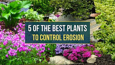 5 Of the Best Plants to Control Erosion 👌 Use this Plants to Prevent Soil Erosion ✅