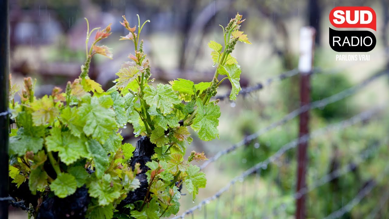 Fortes pluies en Gironde : les viticulteurs inquiets