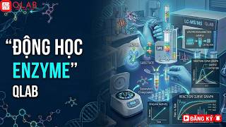 Tìm hiểu về Động học Enzyme | QLAB