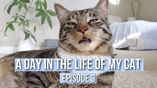 Day in the Life of My Cat (Episode 3) by Marley Malin 7,775 views 3 years ago 3 minutes, 35 seconds