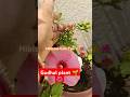 cutting se grow free ka gudhal paudha🌱🤨# dekhiye kitne sare phool aaye huye hai#caretips#shortsfeed