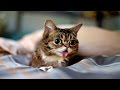 Funny Videos - Funny Animals Compilation 2015 - Funny Animal Videos