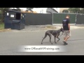 Check out this 140lb Great Dane's Heel! What's Your Dog's Excuse? Off Leash K9 Training Check out this 140lb Great Dane's Heel! What's Your Dog's Excuse? Off Leash K9 Training