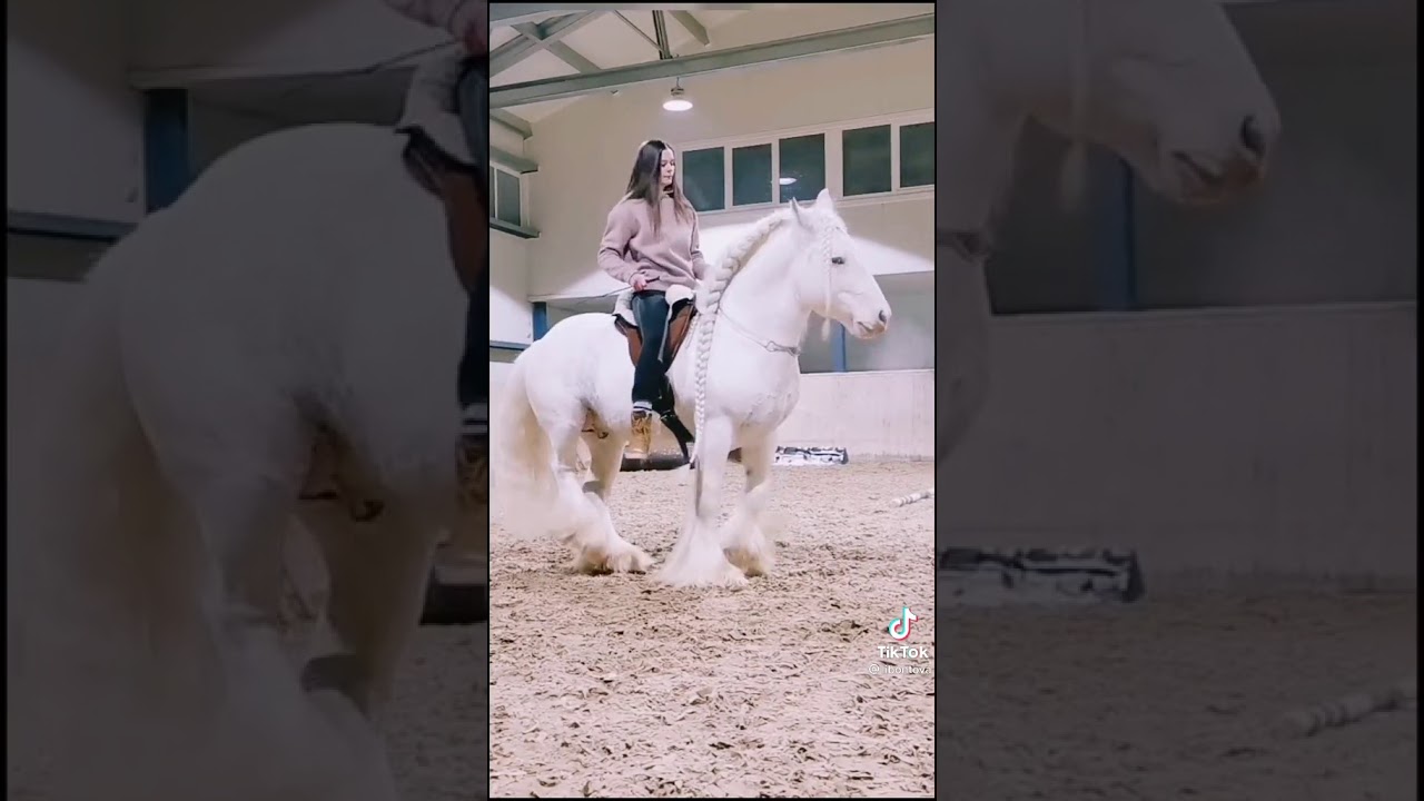 чиройли отлар